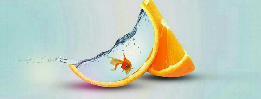 تلفیق تنگ ماهی و پرتقال