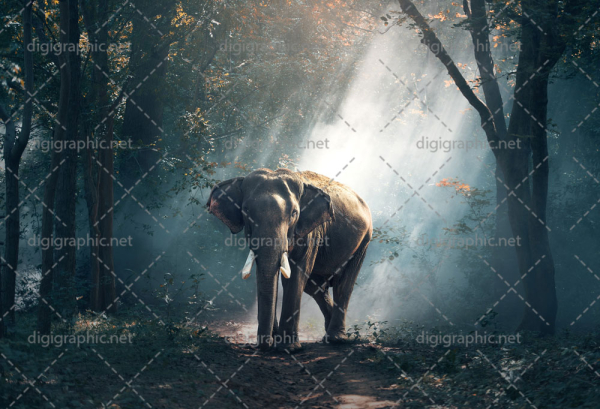 عکی با کیفیت فیل در جنگل