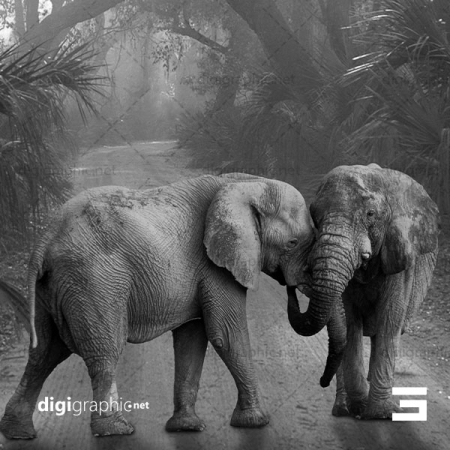 عکس کیفیت بالا از فیل در جنگل