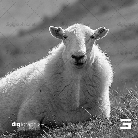 عکس گوسفند بزرگ در دشت