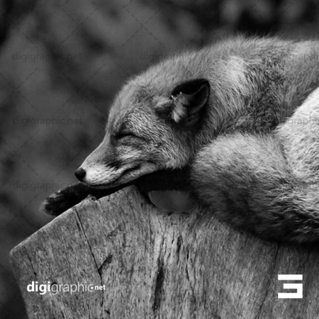 عکس کیفیت بالا از روباه روی درخت