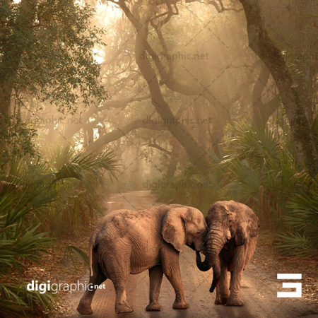 عکس کیفیت بالا از فیل در جنگل