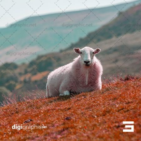 عکس گوسفند بزرگ در دشت