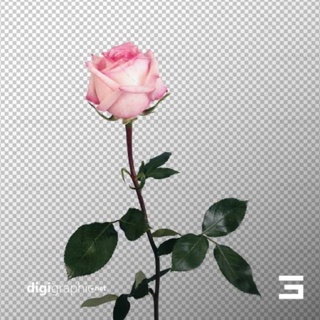 عکس بی پس زمینه تاپ گل رز صورتی