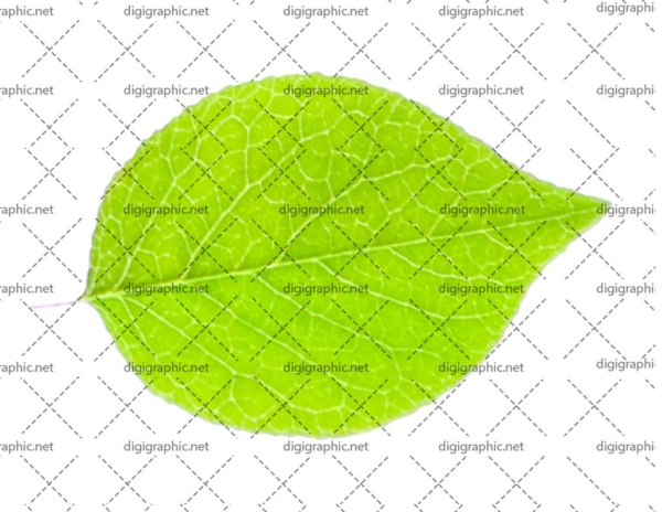 عکس بی پس زمینه از برگ سبز