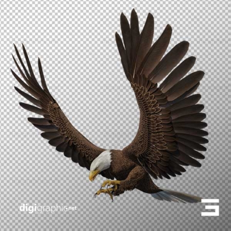 عکس بی پس زمینه عقاب در حال پرواز